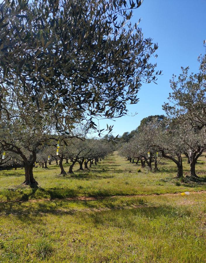 Les Hauts Du Peireguier La Motte エクステリア 写真